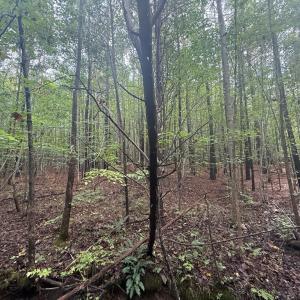 Photo #13 of Westpoint Stevens Rd, Drakes Branch, VA 13.5 acres