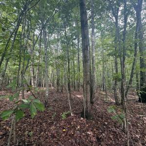 Photo #6 of Westpoint Stevens Rd, Drakes Branch, VA 13.5 acres