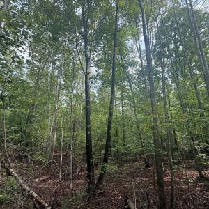 Photo #5 of Westpoint Stevens Rd, Drakes Branch, VA 13.5 acres