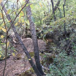 Photo #3 of Buffaloe Lane, Farmville, VA 20.2 acres
