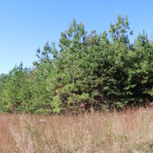 Photo #2 of 15 Farmville Road, Meherrin, VA 4.4 acres