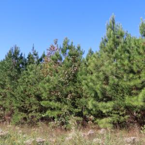 Photo #4 of 15 Farmville Road, Meherrin, VA 4.4 acres