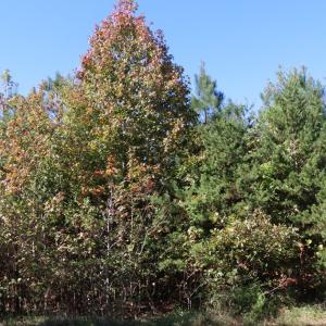 Photo #6 of 15 Farmville Road, Meherrin, VA 4.4 acres