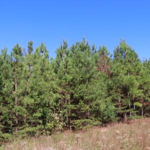 Photo #5 of 15 Farmville Road, Meherrin, VA 4.4 acres