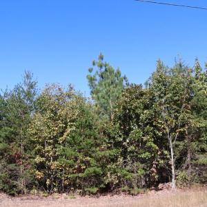 Photo #7 of 15 Farmville Road, Meherrin, VA 6.7 acres