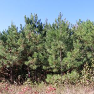 Photo #2 of 15 Farmville Road, Meherrin, VA 7.5 acres