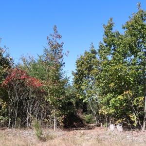 Photo #9 of 15 Farmville Road, Meherrin, VA 7.5 acres