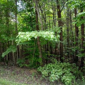 Photo #5 of Gully Tavern Lane, Rice, VA 30.0 acres