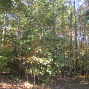 Photo #5 of 709 Pleasant Oak, Victoria, VA 38.8 acres