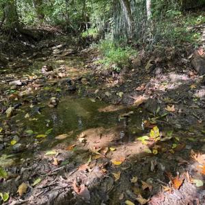 Photo #12 of Coleman Mountain Road, Appomattox, VA 112.8 acres