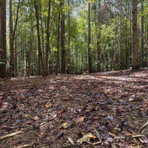 Photo #13 of Coleman Mountain Road, Appomattox, VA 112.8 acres
