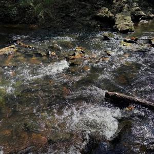 Photo #14 of Coleman Mountain Road, Appomattox, VA 112.8 acres