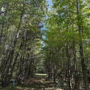 Photo #15 of Coleman Mountain Road, Appomattox, VA 112.8 acres