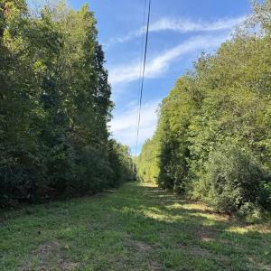 Photo #16 of Coleman Mountain Road, Appomattox, VA 112.8 acres
