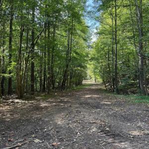 Photo #17 of Coleman Mountain Road, Appomattox, VA 112.8 acres