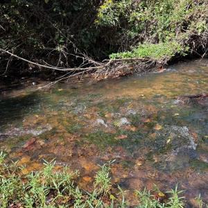 Photo #2 of Coleman Mountain Road, Appomattox, VA 112.8 acres