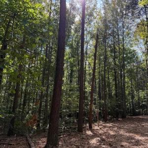 Photo #3 of Coleman Mountain Road, Appomattox, VA 112.8 acres
