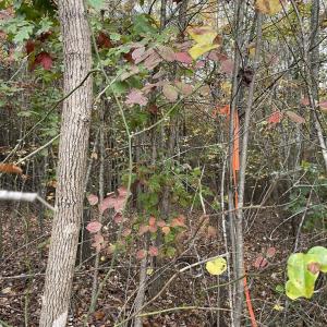 Photo #10 of Rehoboth Road, Victoria, VA 18.2 acres