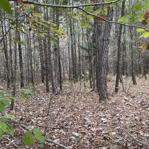 Photo #13 of Rehoboth Road, Victoria, VA 18.2 acres