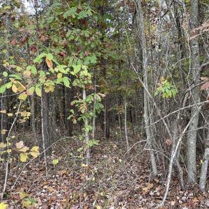 Photo #9 of Rehoboth Road, Victoria, VA 18.2 acres