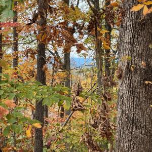 Photo #5 of Chase Trail Lane, Gladstone, VA 23.8 acres