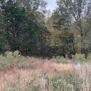 Photo #14 of 249 Union Chapel Road, Buffalo Junction, VA 47.8 acres