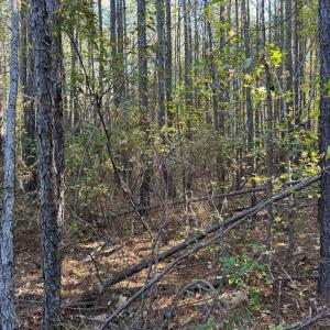 Photo #6 of 612 Richmond Road, Amelia Court House, VA 44.6 acres