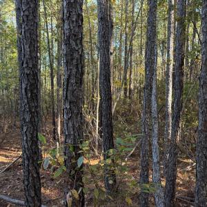 Photo #7 of 612 Richmond Road, Amelia Court House, VA 44.6 acres