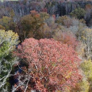 Photo #14 of Fraher Ln, Amelia, VA 19.2 acres