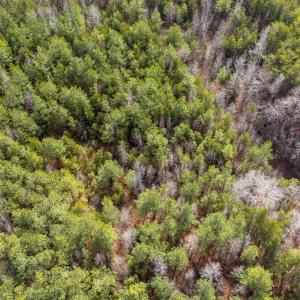 Photo #14 of Springfield Rd, Meherrin, VA 28.8 acres