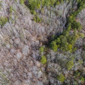 Photo #15 of Springfield Rd, Meherrin, VA 28.8 acres