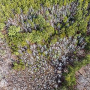 Photo #16 of Springfield Rd, Meherrin, VA 28.8 acres