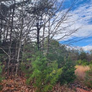 Photo #7 of Wildway Rd, Appomattox, VA 37.5 acres
