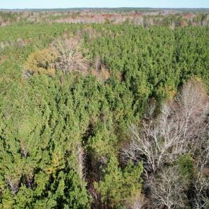 Photo #13 of Grubby Rd, Wilsons, VA 39.5 acres