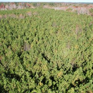 Photo #6 of Grubby Rd, Wilsons, VA 39.5 acres