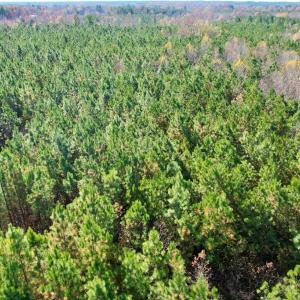 Photo #7 of Grubby Rd, Wilsons, VA 39.5 acres