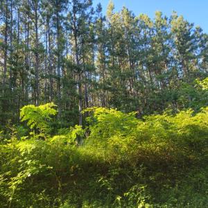 Photo #12 of 626 Double Bridges, Keysville, VA 8.7 acres