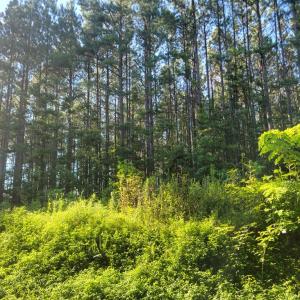 Photo #13 of 626 Double Bridges, Keysville, VA 8.7 acres