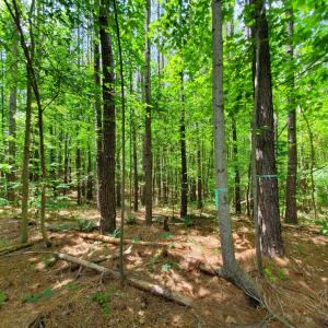 Photo #5 of 626 Double Bridges, Keysville, VA 8.7 acres