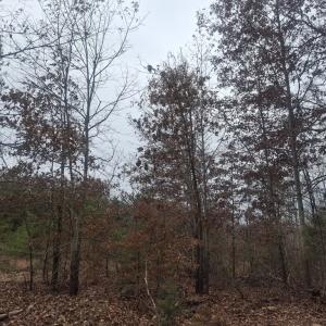 Photo #4 of 0 Indian Pipe Run, Palmyra, VA 21.1 acres
