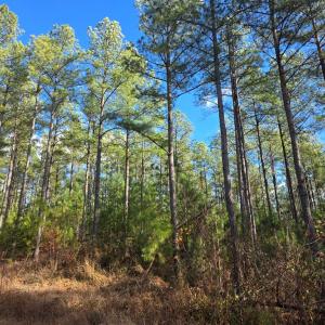 Photo #3 of 5150 Norwood Rd, Gladstone, VA 206.7 acres