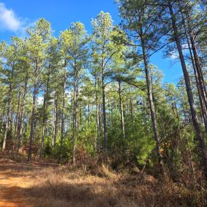 Photo #4 of 5150 Norwood Rd, Gladstone, VA 206.7 acres