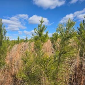 Photo #9 of 5150 Norwood Rd, Gladstone, VA 206.7 acres