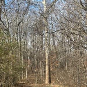 Photo #3 of 626 Holiday Lake Road, Appomattox, VA 20.2 acres