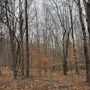 Photo #5 of 626 Holiday Lake Road, Appomattox, VA 20.2 acres