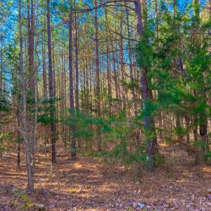 Photo #7 of Crystal Lake Road, Crewe, VA 15.1 acres