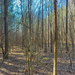 Photo #6 of Crystal Lake Road, Crewe, VA 15.1 acres
