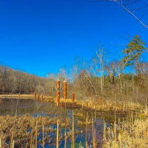 Photo #2 of Crystal Lake Road, Crewe, VA 15.1 acres
