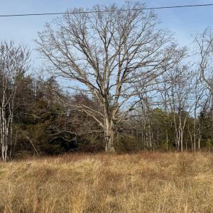 Photo #4 of Watt Abbitt Road, Appomattox, VA 42.7 acres
