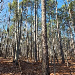 Photo #5 of 3878 Chappell Road, Keysville, VA 3.4 acres